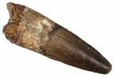 Fossil Spinosaurus Tooth - Real Dinosaur Tooth #353018-1